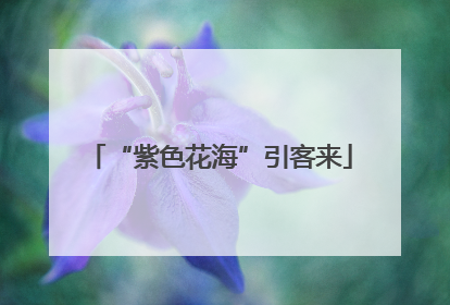 “紫色花海”引客来