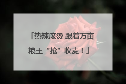 热辣滚烫 跟着万亩粮王“抢”收麦！