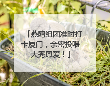 燕鸥组团准时打卡厦门，亲密投喂大秀恩爱！