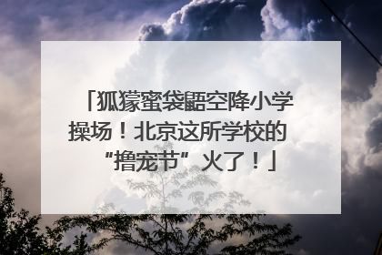 狐獴蜜袋鼯空降小学操场！北京这所学校的“撸宠节”火了！