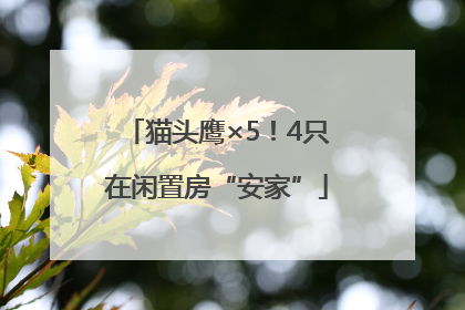 猫头鹰×5！4只在闲置房“安家”