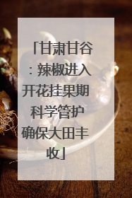 甘肃甘谷：辣椒进入开花挂果期 科学管护确保大田丰收