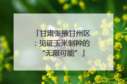 甘肃张掖甘州区：见证玉米制种的“无限可能”