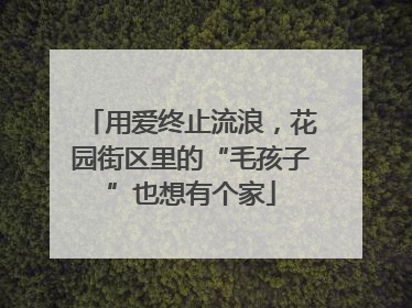 用爱终止流浪，花园街区里的“毛孩子”也想有个家