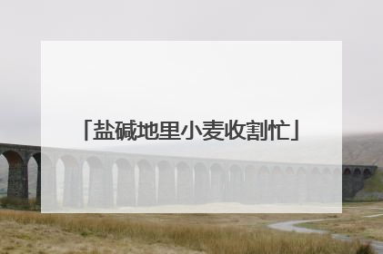 盐碱地里小麦收割忙