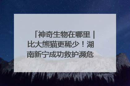 神奇生物在哪里｜比大熊猫更稀少！湖南新宁成功救护濒危鸟类海南鳽