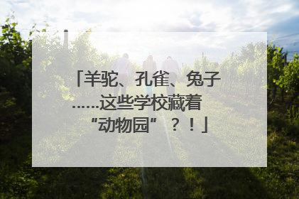 羊驼、孔雀、兔子……这些学校藏着 “动物园”？！