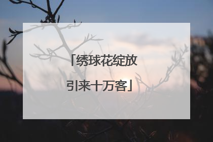 绣球花绽放 引来十万客