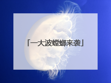 一大波螳螂来袭