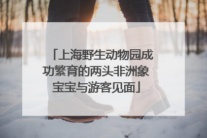上海野生动物园成功繁育的两头非洲象宝宝与游客见面