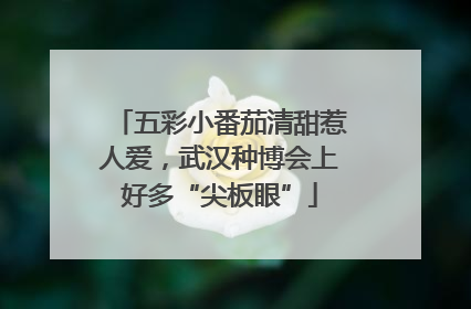 五彩小番茄清甜惹人爱，武汉种博会上好多“尖板眼”