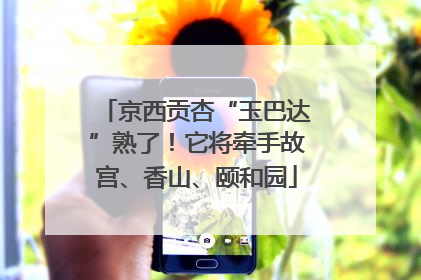 京西贡杏“玉巴达”熟了！它将牵手故宫、香山、颐和园
