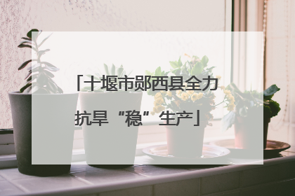 十堰市郧西县全力抗旱“稳”生产