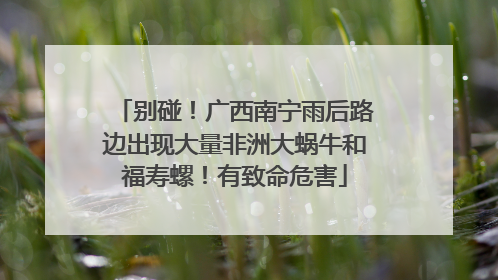 别碰！广西南宁雨后路边出现大量非洲大蜗牛和福寿螺！有致命危害