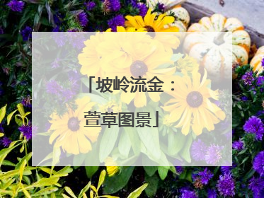 坡岭流金：萱草图景