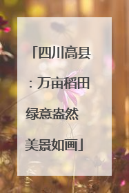四川高县：万亩稻田绿意盎然 美景如画