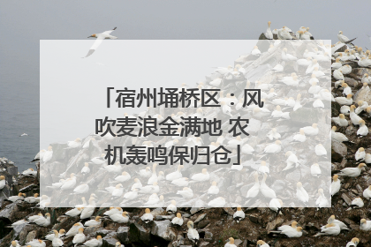 宿州埇桥区：风吹麦浪金满地 农机轰鸣保归仓