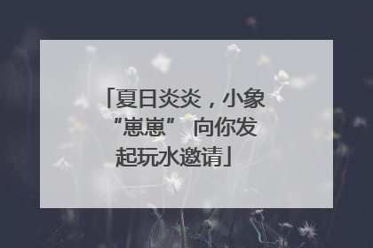 夏日炎炎，小象“崽崽” 向你发起玩水邀请