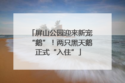 屏山公园迎来新宠“鹅”！两只黑天鹅正式“入住”