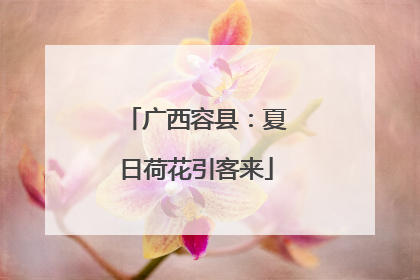 广西容县：夏日荷花引客来