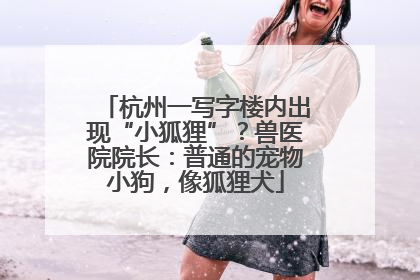 杭州一写字楼内出现“小狐狸”？兽医院院长：普通的宠物小狗，像狐狸犬