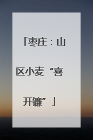 枣庄：山区小麦“喜开镰”
