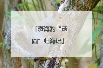 斑海豹“汤圆”归海记