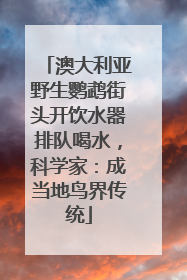 澳大利亚野生鹦鹉街头开饮水器排队喝水，科学家：成当地鸟界传统