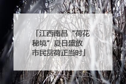 江西南昌“荷花秘境”夏日盛放 市民赏荷正当时