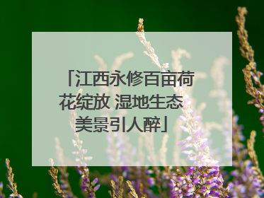 江西永修百亩荷花绽放 湿地生态美景引人醉