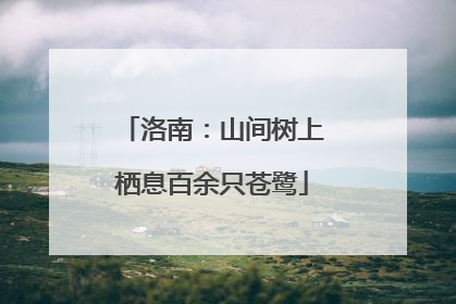 洛南：山间树上栖息百余只苍鹭