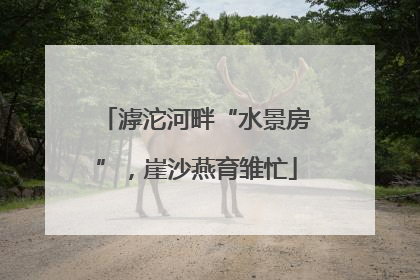 滹沱河畔“水景房”，崖沙燕育雏忙