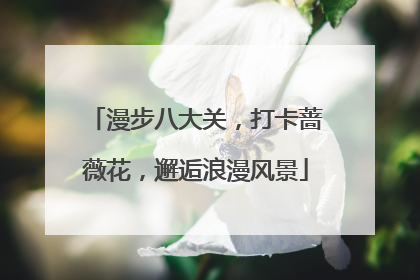 漫步八大关，打卡蔷薇花，邂逅浪漫风景