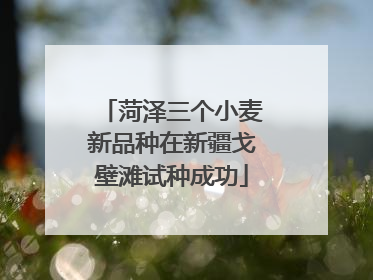 菏泽三个小麦新品种在新疆戈壁滩试种成功