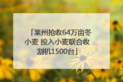 莱州抢收64万亩冬小麦 投入小麦联合收割机1500台