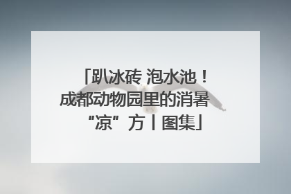 趴冰砖 泡水池！成都动物园里的消暑“凉”方丨图集