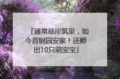 通常悬崖筑巢，如今首钢园安家！还孵出10只萌宝宝