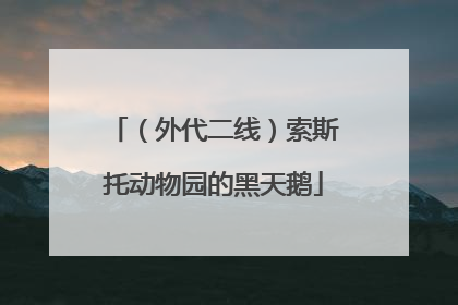 （外代二线）索斯托动物园的黑天鹅