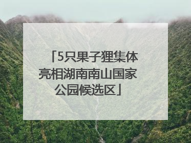 5只果子狸集体亮相湖南南山国家公园候选区