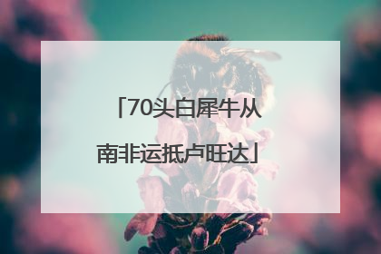 70头白犀牛从南非运抵卢旺达